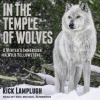 in-the-temple-of-wolves-a-winters-immersion-in-wild-yellowstone.jpg